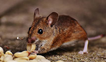 24 Hour & Emergency Exterminators in Juliustown, NJ